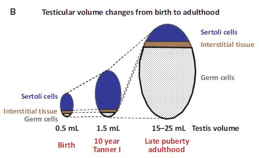 La crescita del volume testicolare e legata principalmente alla crescita