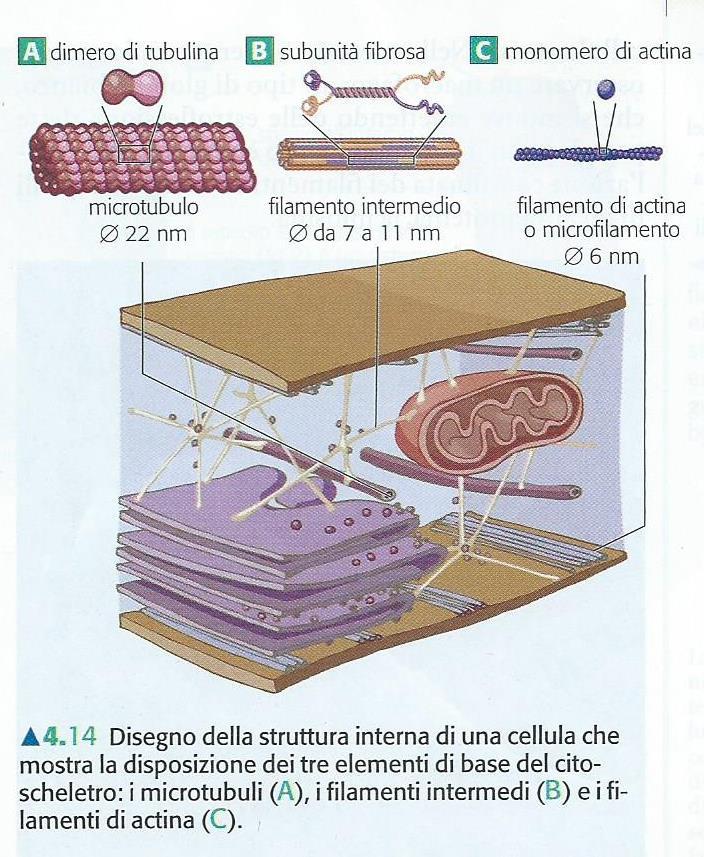 Il citoplasma o citosol è una soluzione acquosa di consistenza gelatinosa; occupa quasi tutto il volume della cellula.