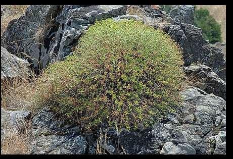 Tra i fiori delle ofioliti Le ofioliti custodiscono habitat unici e rari, rappresentando un luogo di rifugio per rarissime specie floristiche.