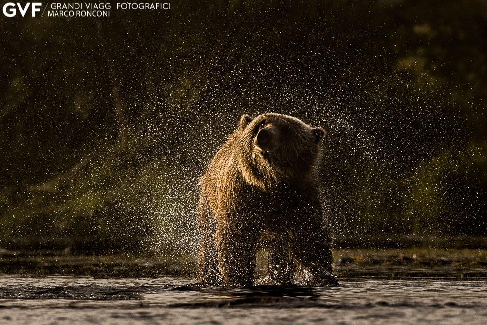 INFORMAZIONI: Il meteo al Katmai è piuttosto imprevedibile. Nonostante questo si può avere un indicazione dalle medie degli ultimi anni.