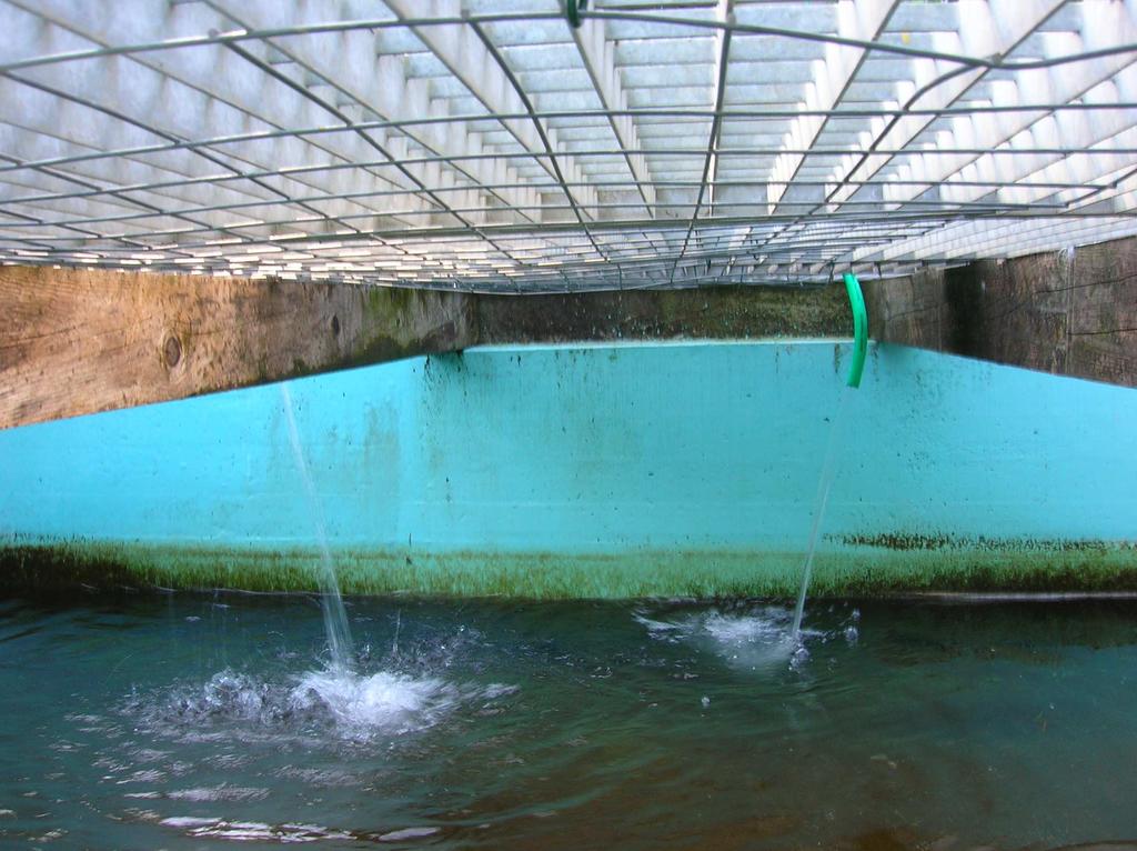 Progetto di recupero dell alborella (Alburnus alburnus alborella) nel Lago di Lugano FIGURA 1.