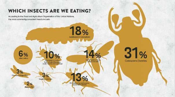 Quali insetti si possono mangiare?