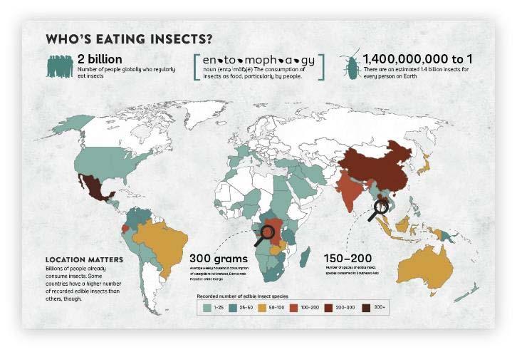 Dove si mangiano gli insetti?