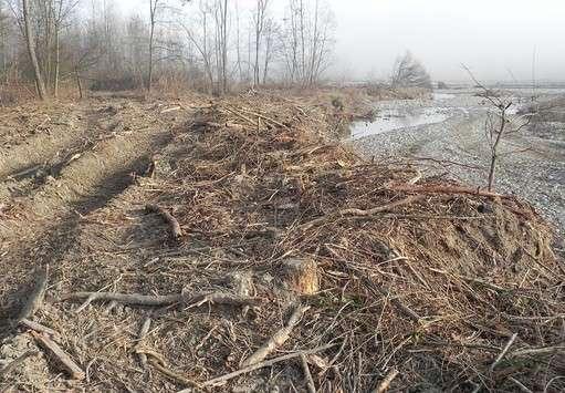 Nella relazione predisposta dal Comune di Langhirano si afferma anche che Occorre, inoltre, rimuovere le enormi quantità di legname abbandonato in alveo dalle piene passate Gli interventi
