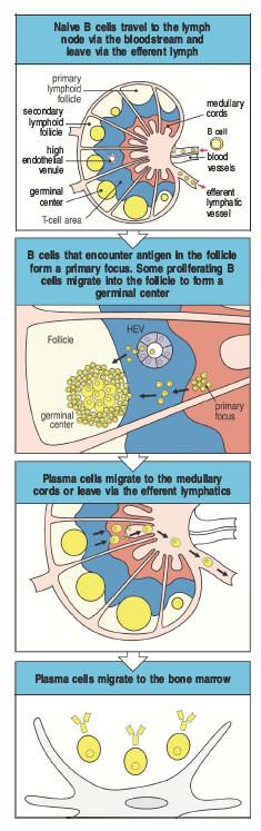 Le cellule B attivate migrano nei follicoli e formano I centri germinativi Nella prima fase della risposta umorale che occorre nei foci primari, le cellule B e T proliferano ed alcune cellule B