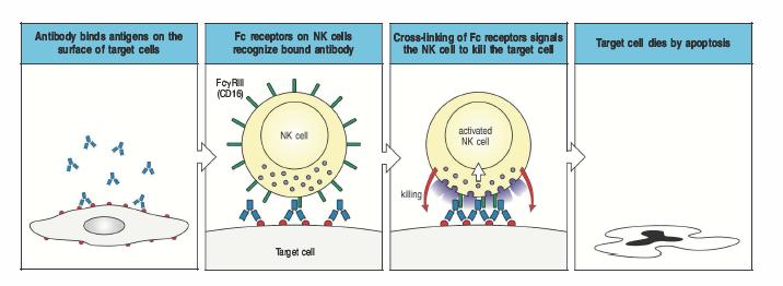 ADCC (antibody-dependent