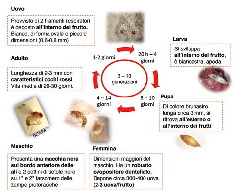 MOSCERINO DEI PICCOLI FRUTTI (Drosophila suzukii) Insetto originario del sud-est asiatico, estremamente polifago in quanto attacca i frutti di lampone, rovo, mirtillo, fragola, uva, drupacee e di