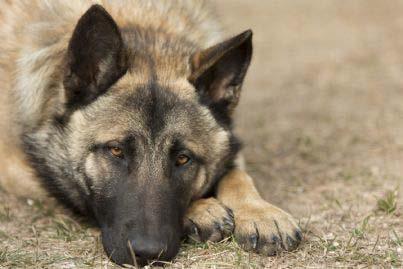 La perdita del cane va risarcita Per il Tribunale di Vicenza merita ristoro il danno non patrimoniale legato alla perdita dell'animale da affezione di Lucia Izzo - Merita un ristoro economico il