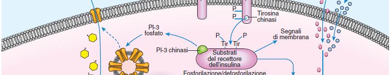 nel tessuto adiposo aumento della captazione di glucosio 2.