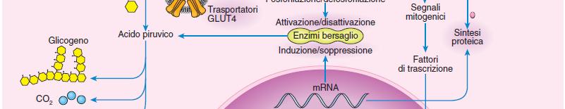 glucidico, proteico e lipidico 3.