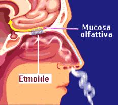condizioni di normalità modificate dal contatto fra mucosa nasale e sostanza odorosa.