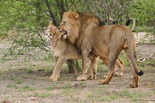 Giorni 2-3 KRUGER NATIONAL PARK [pensione completa] Partenza per il Kruger National Park.