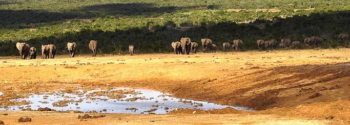 Il parco offre anche una visualizzazione ottimale del rinoceronte nero, bufalo del Capo, leone e leopardo, così come una serie di altri grandi e piccoli