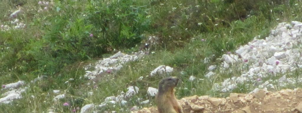 PROPOSTA di VISITA - A1 NEL PARCO NATURALE DELLA LESSINIA: BOLCA e CAMPOFONTANA (VR) - DUE GIORNI ( 48 tutto compreso)