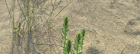 Naturalmente tutta l area costiera è soggetta a continue trasformazioni morfologiche tipiche di un ambiente dinamico in perenne evoluzione.