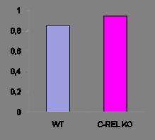 FIGURA 5 Analisi WB per alpha-sinucleina solubile e insolubile in midolli spinali di topi wt e c-rel -/- di 18 mesi TBS + TBS + + TRITON 0.1% RIPA+ SDS 0.