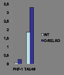 FIGURA 6 Analisi WB della proteina Tau iperfosforilata (PHF-1) e della proteina Tau totale (TAU46) nell ippocampo di topi wt e c-rel -/-