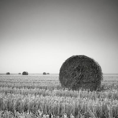 3 Pierre Pellegrini (Sorengo CH 1968) Inverno, fiero a riposo 2011 cm 30 x 30 immagine cm 50 x 50 foglio Stampa ai pigmenti di carbone su carta cotone.