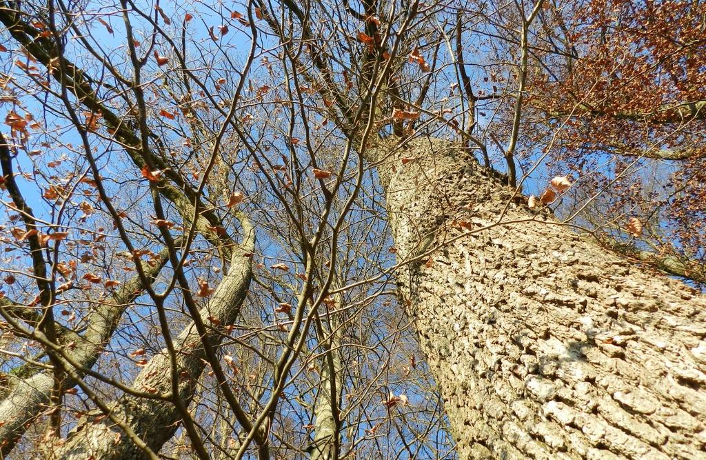 TUTTE LE IMMAGINI: RITA GANZ / WWF SVIZZERA + Esplorazione Natura Gli alberi in inverno Osservazione della corteccia Osservazione degli alberi in inverno Osservare e confrontare le cortecce di alberi