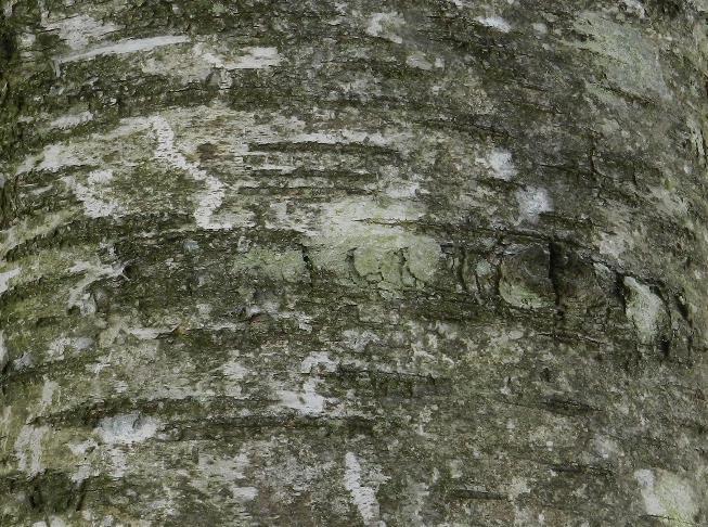 Ciliegio Prunus Particolarità: corteccia liscia