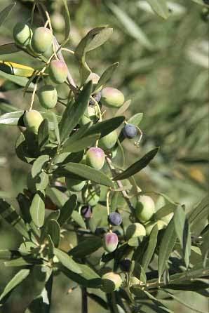 l ottima produzione locale di olio di olive e l adesione del comune all associazione nazionale Città dell Olio, sono intervenuti il responsabile di Assoproli, Pietro Bozzo, il responsabile della