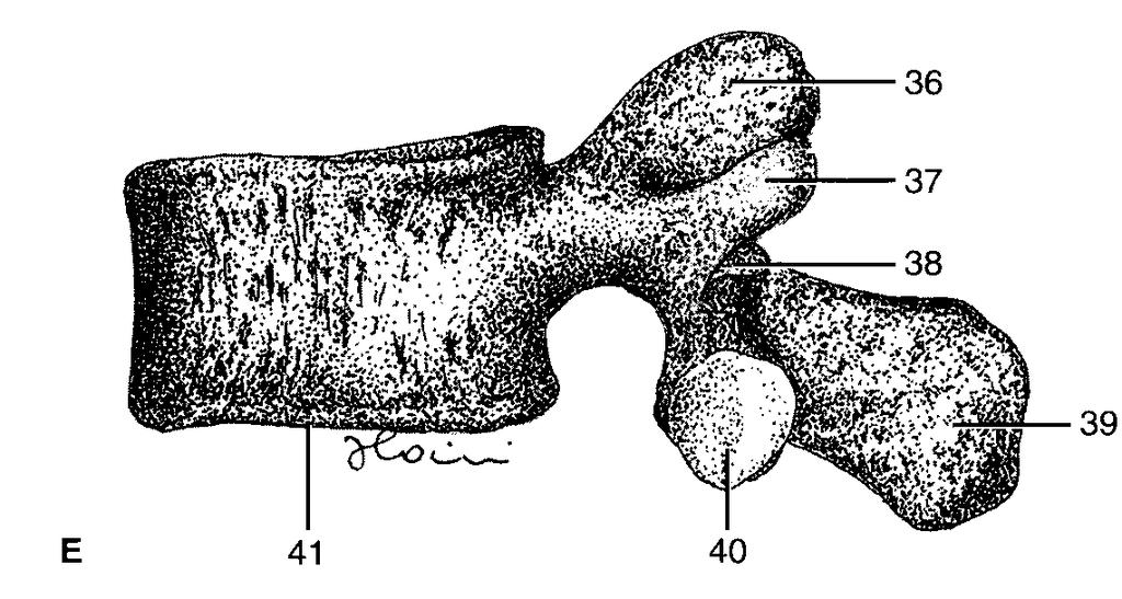 3 LE VERTEBRE l Corpo l Canale vertebrale l Apofisi l Lamine l Peduncoli - spinosa - trasverse - articolari superiori - articolari