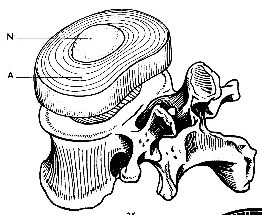 funzione articolare (dinamica) 4 IL DISCO INTERVERTEBRALE Interposto tra due corpi ( somi ) vertebrali, è formato da un nucleo