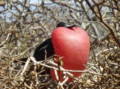 Cosparsa da un manto di vegetazione rossa è habitat di Otarie, Iguane di terra e gabbiani dalla coda di rondine.