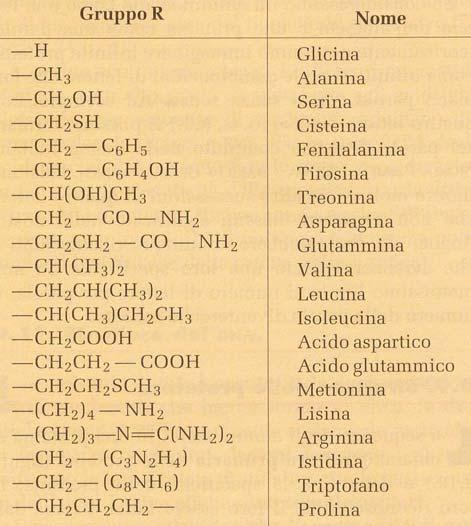 Proteine Le proteine sono i principali componenti organici delle cellule; esse sono dei polimeri costituiti dalla condensazione di circa 20 tipi diversi di monomeri detti