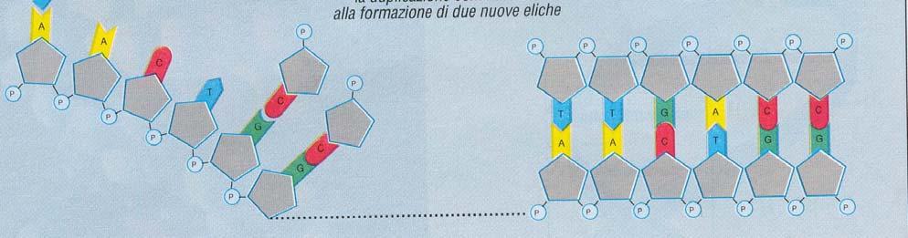 Ogni molecola figlia è formata da un filamento