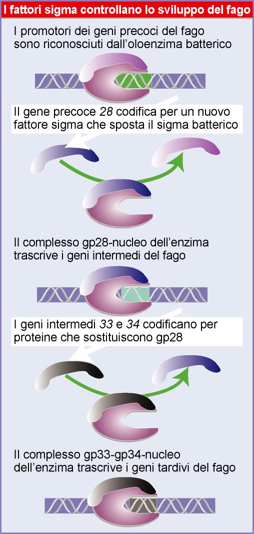 una cascata di fattori sigma coordina eventi complessi: controllo temporale il fago di B.