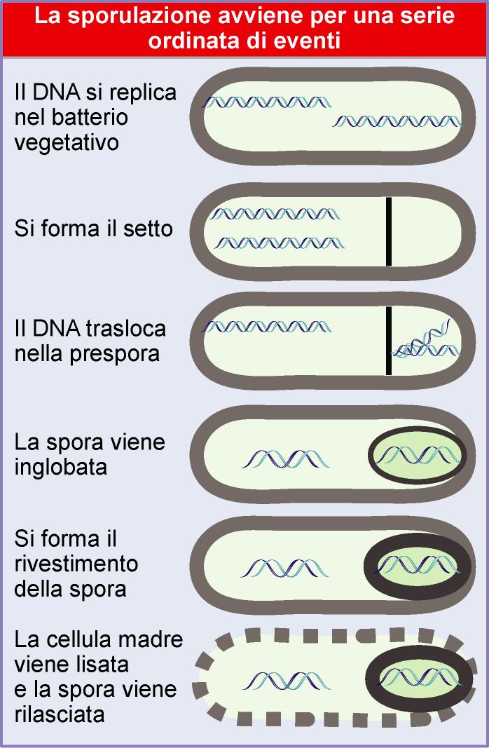 una cascata di fattori sigma coordina eventi complessi: controllo comunicazione cellula/cellula la mancanza di nutrimenti innesca la sporulazione LA SPORULAZIONE comporta l espressione di geni