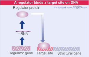 elementi trans attivi - elementi cis attivi un regolatore è elemento trans attivo (diffusibile): RNA pol, fattori di trascrizione, mirna ecc.