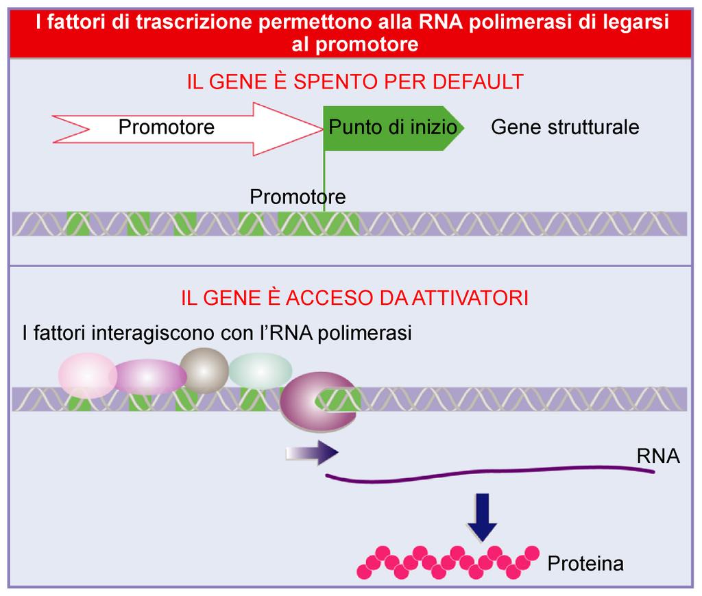 elementi trans