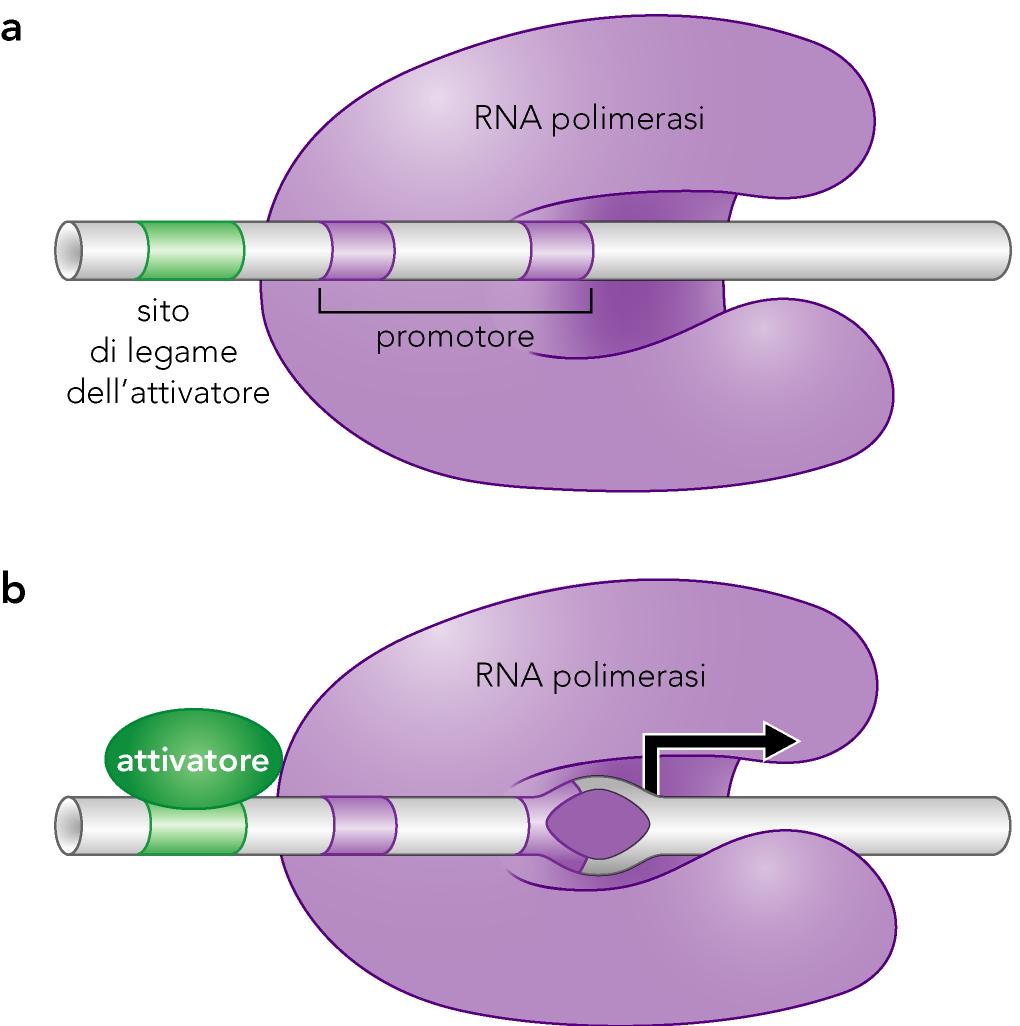 elementi trans attivi: attivatore/i in altri casi, non è il legame della polimerasi ad essere limitante, ma la sua attività.