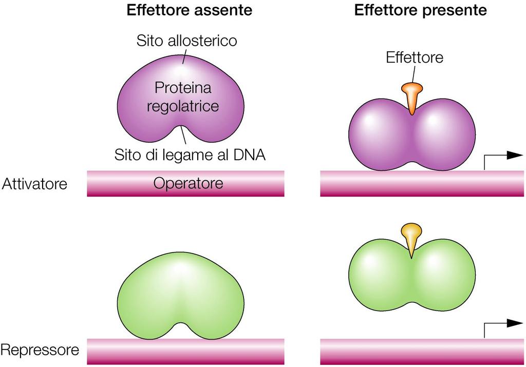 i geni sono controllati da segnali extracellulari come fa questa informazione ad arrivare ai promotori?