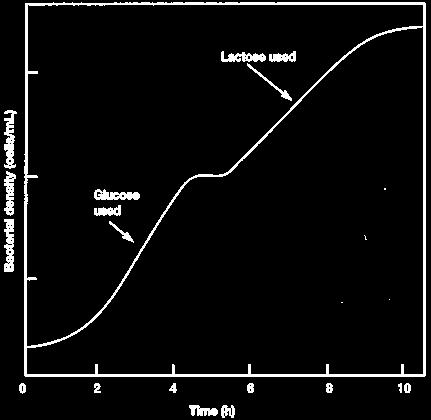 adattamento enzimatico dei batteri curva di