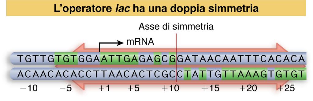 l'operatore lac è un palindromo, viene contattata da DUE "TESTE" del repressore in due giri consecutivi nel solco maggiore del DNA, ogni testa si lega a mezzo