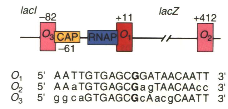 l operone lac possiede tre sequenze operatore la