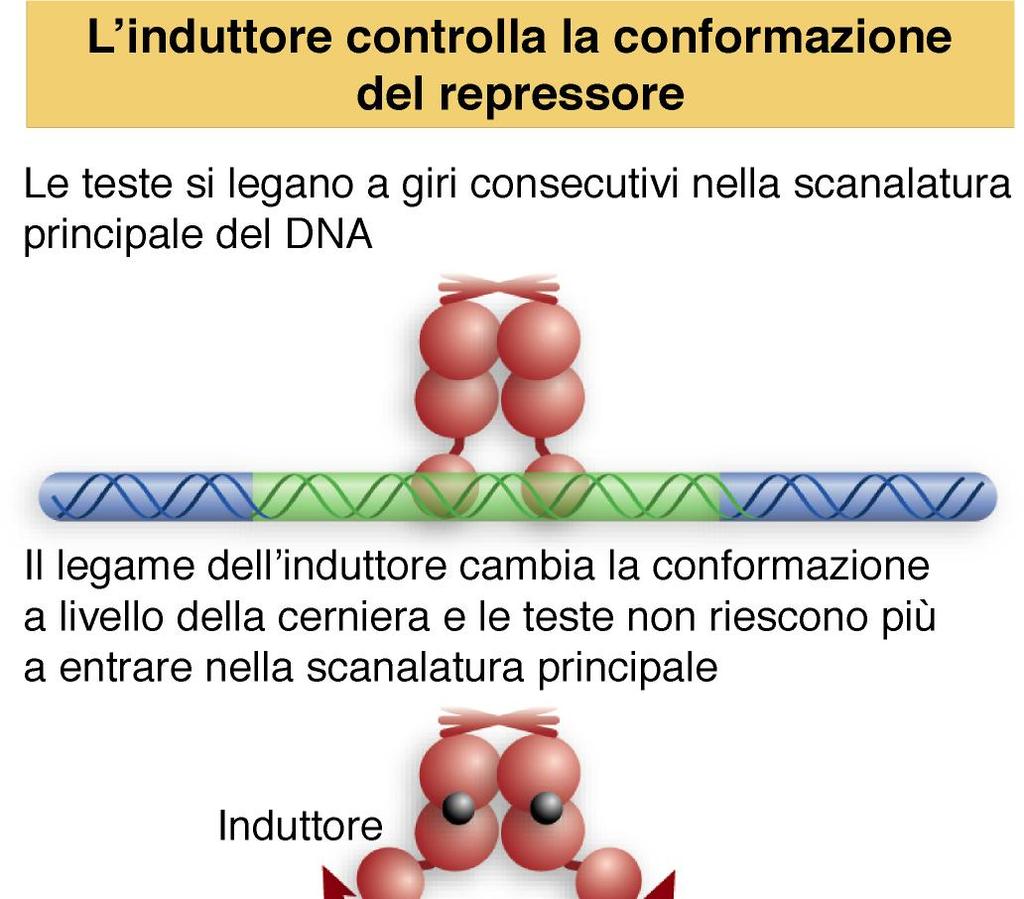 tetramero ne causano una modifica