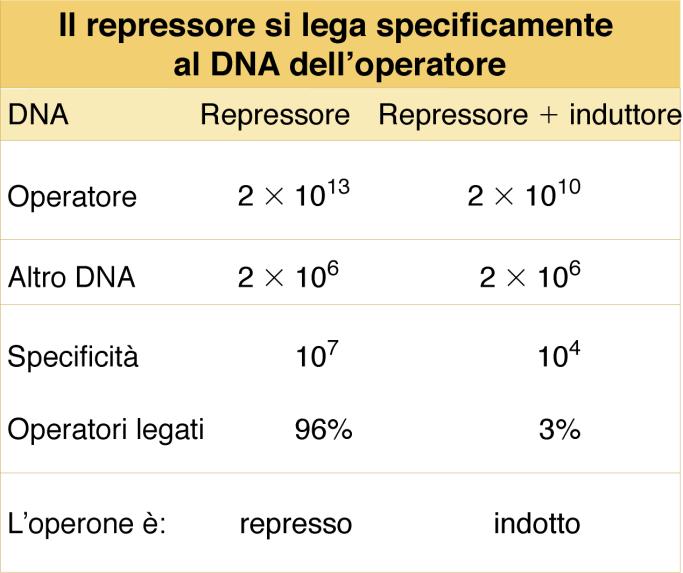 nella cellula batterica