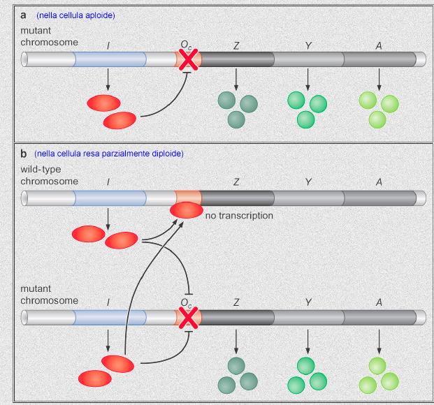 LA MUTAZIONE nell operatore di lac, NON viene complementata da una copia aggiuntiva del locus lac wild-type.