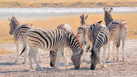 Panorami della Namibia Diversi aspetti che compongono il meraviglioso e unico quadro che è la Namibia, dove un maestro del colore e dei contrasti ha fatto sì che la sua immagine rimanga sempre