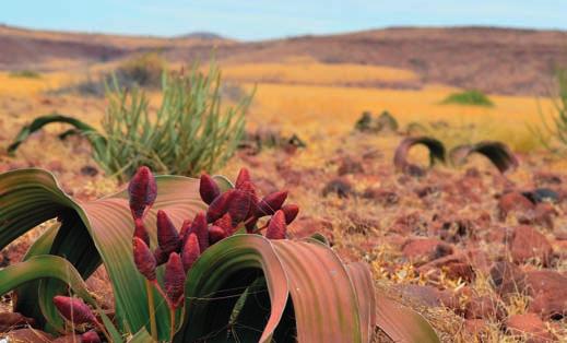 NAMIBIA TOUR Namibia Adventure La forza della natura in Namibia con i suoi spettacolari paesaggi, i suoi tramonti, i suoi cieli azzurri tersi, le sue popolazioni, vissuti a stretto contatto.