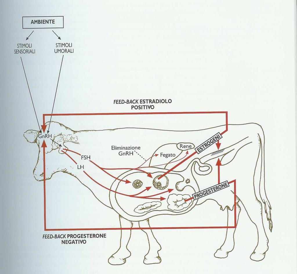 Azioni fisiologiche dell Ad elevati livelli ematici avvia lo sviluppo del follicolo di Graaf A ridotti