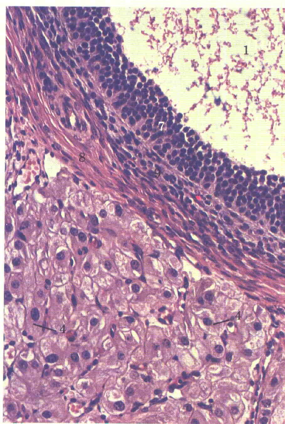 elevata follicolo ovulatorio OVULAZIONE antro follicolo di Graaf cellule della granulosa oocita cellule della teca follicolo primordiale