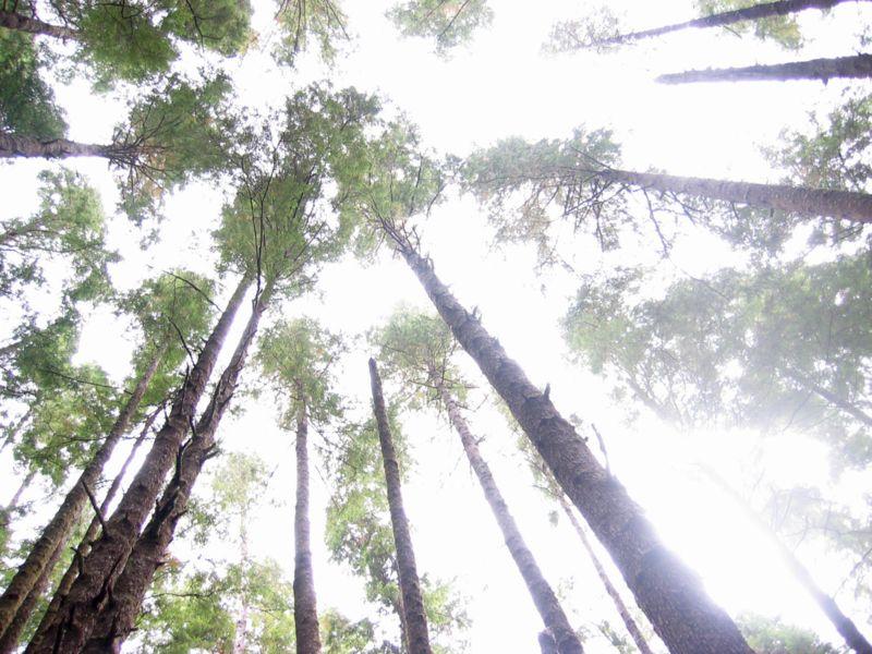 LA TUTELA DEI BOSCHI Aspetti forestali e paesistici Concetti di selvicoltura Legislazione nazionale e regionale in materia di difesa dei boschi Competenze del Parco Autorizzazioni e aspetti
