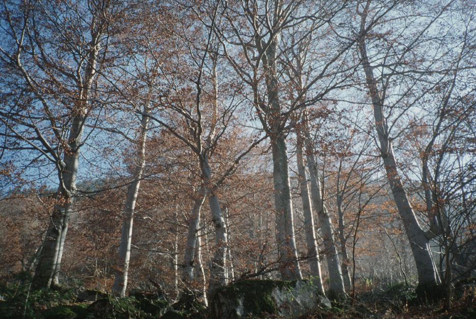 Un bosco è un ecosistema?