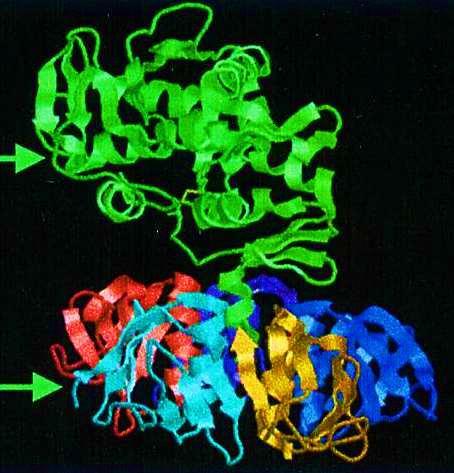 Tab. 1: Geni associati ai diversi patogruppi di Escherichia coli. Patogruppo Geni caratteristici EHEC Intimina (eae) Porcine A/E associated adhesion (Paa) E.