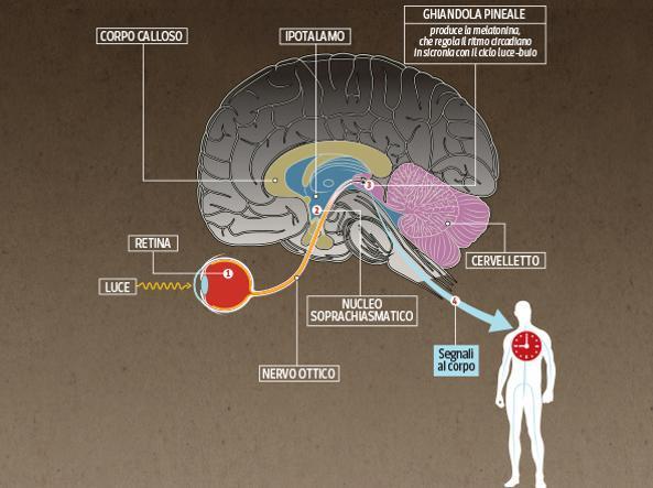 L organizzazione circadiana dei vertebrati è resa possibile da un asse circadiano costituito dalla retina, dai nuclei soprachiasmatici dell ipotalamo, dalla ghiandola pineale e dalle interconnessioni
